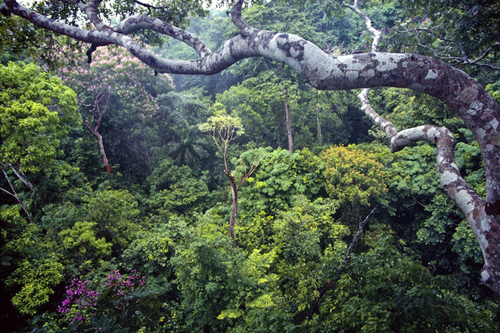 Tropical rainforest on Barro Colorado Island, Panama, near the site of the study.: Photograph by Marcos Guerra, STRI